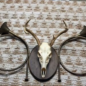 5 Point NY Whitetail Deer Skull &
European Mount